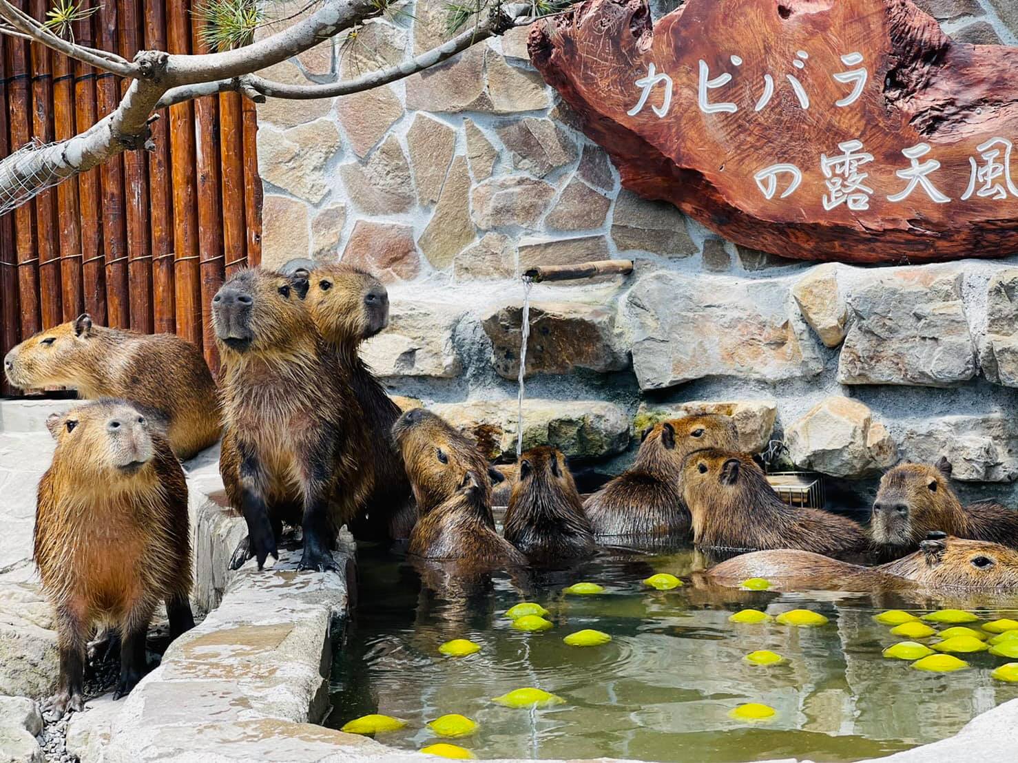 張美阿嬤農場