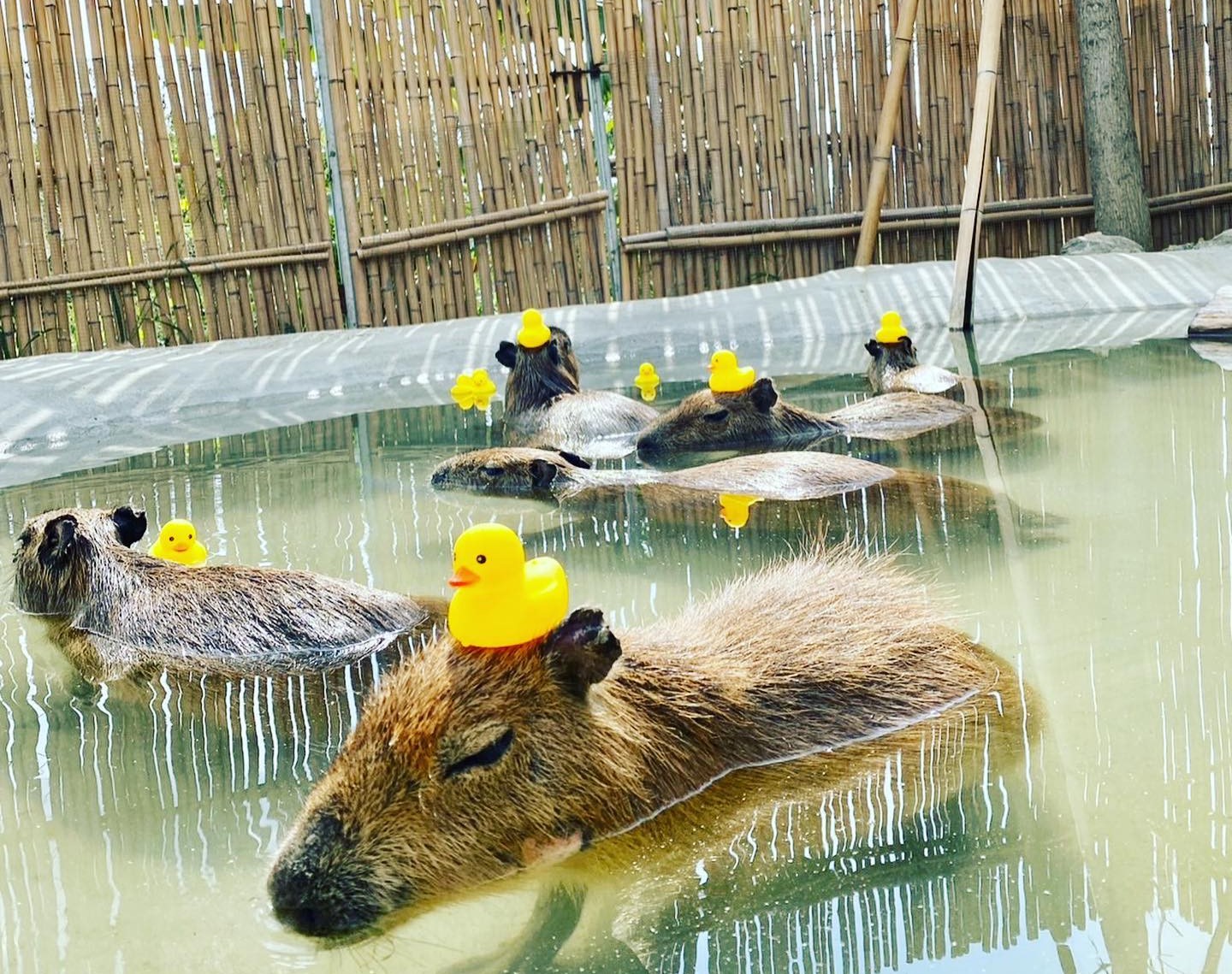 鹿ㄦ島水豚生態園區