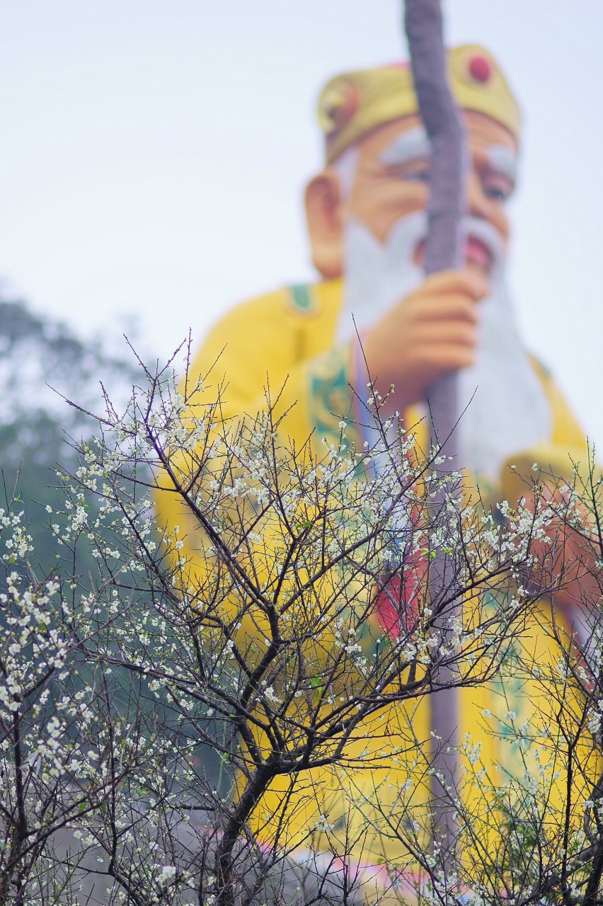 中和烘爐地梅花 中和烘爐地梅花