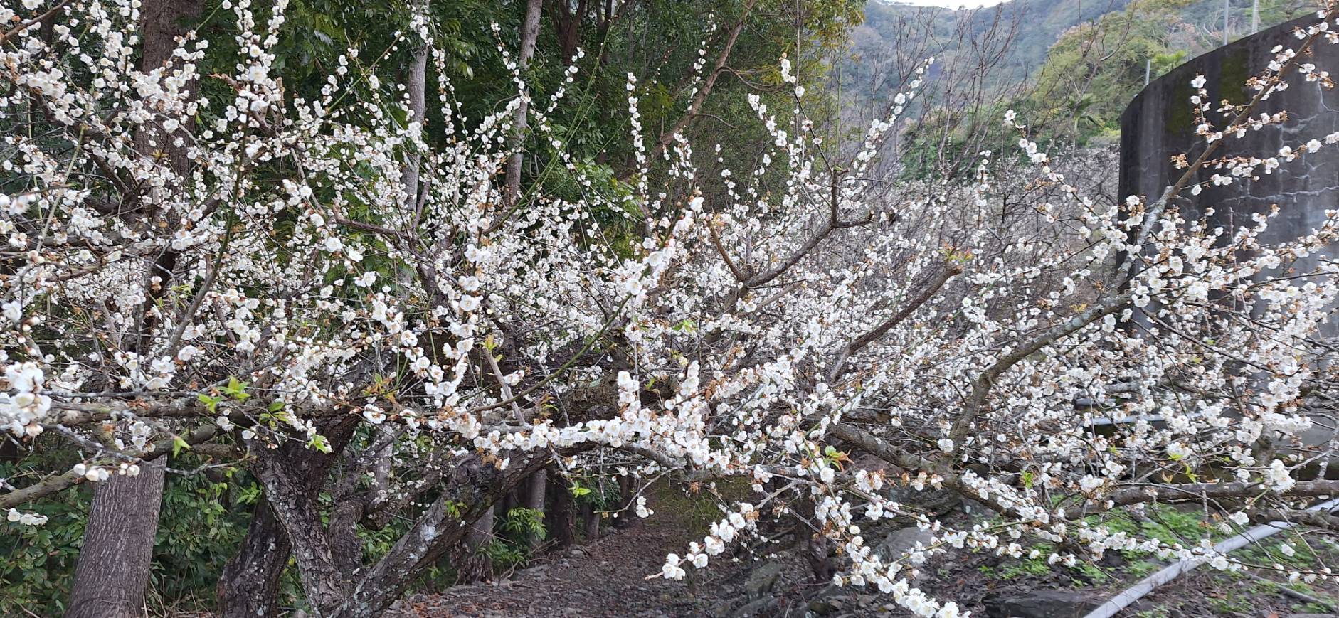 六龜寶來梅花 六龜寶來梅花