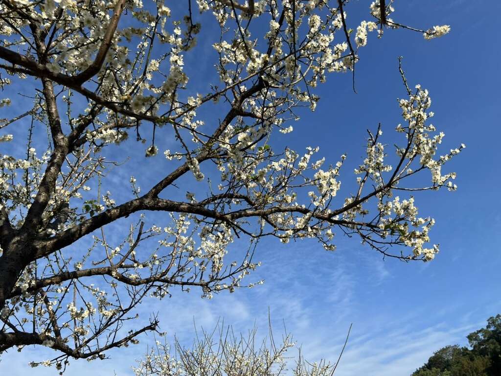 士林官邸梅花 士林官邸梅花