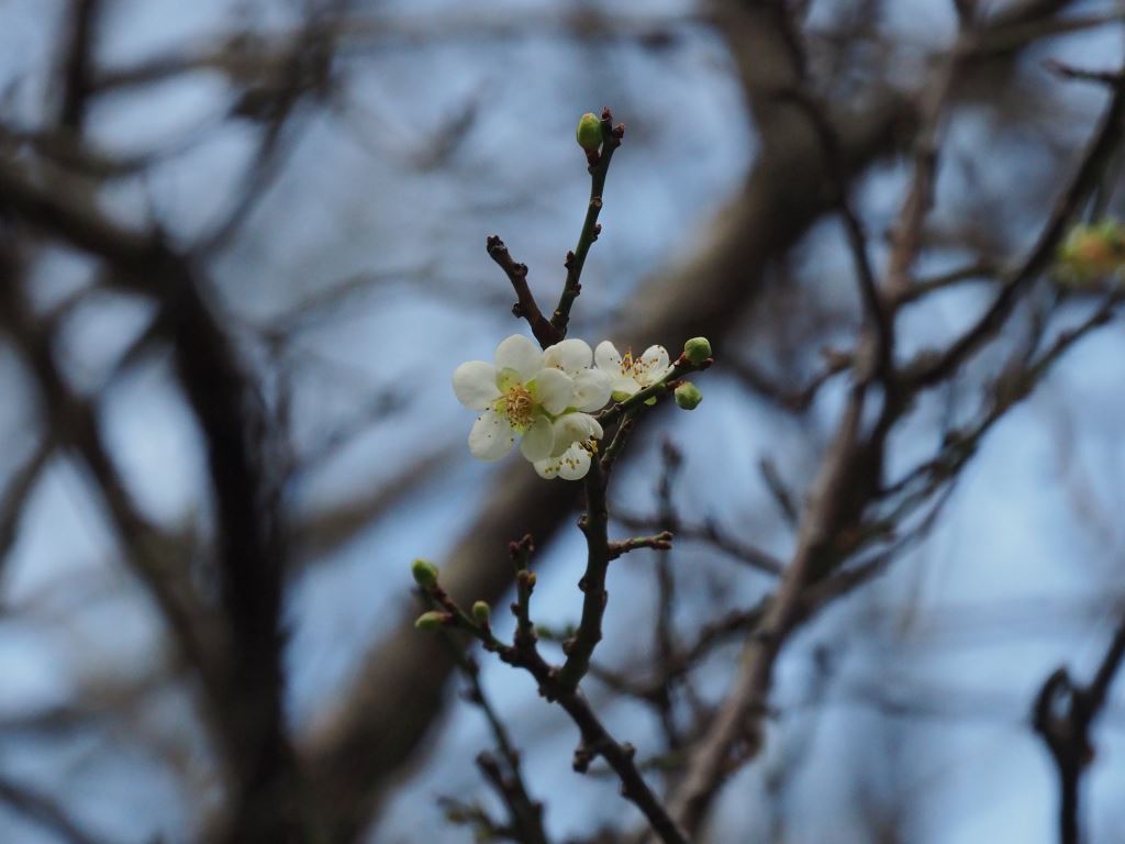 太魯閣天祥梅花 太魯閣天祥梅花