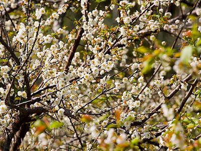 梅山公園梅花 梅山公園梅花