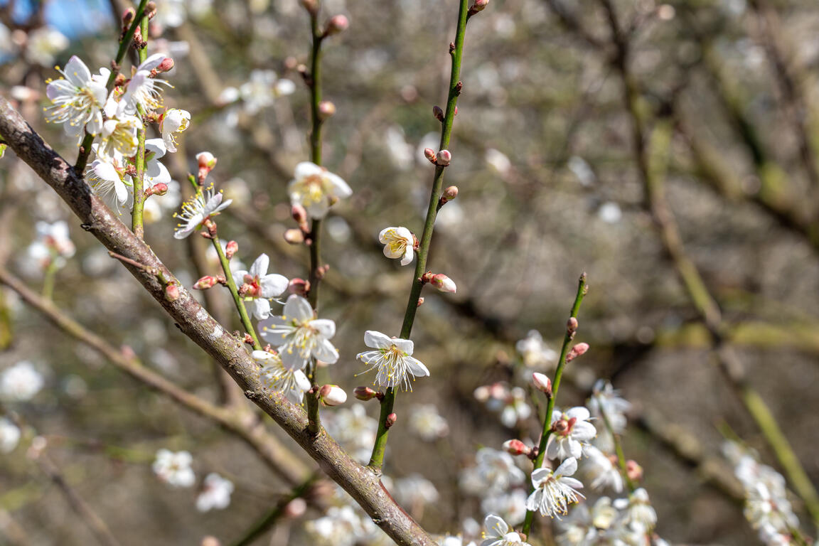 梅嶺風景區梅花 梅嶺風景區梅花