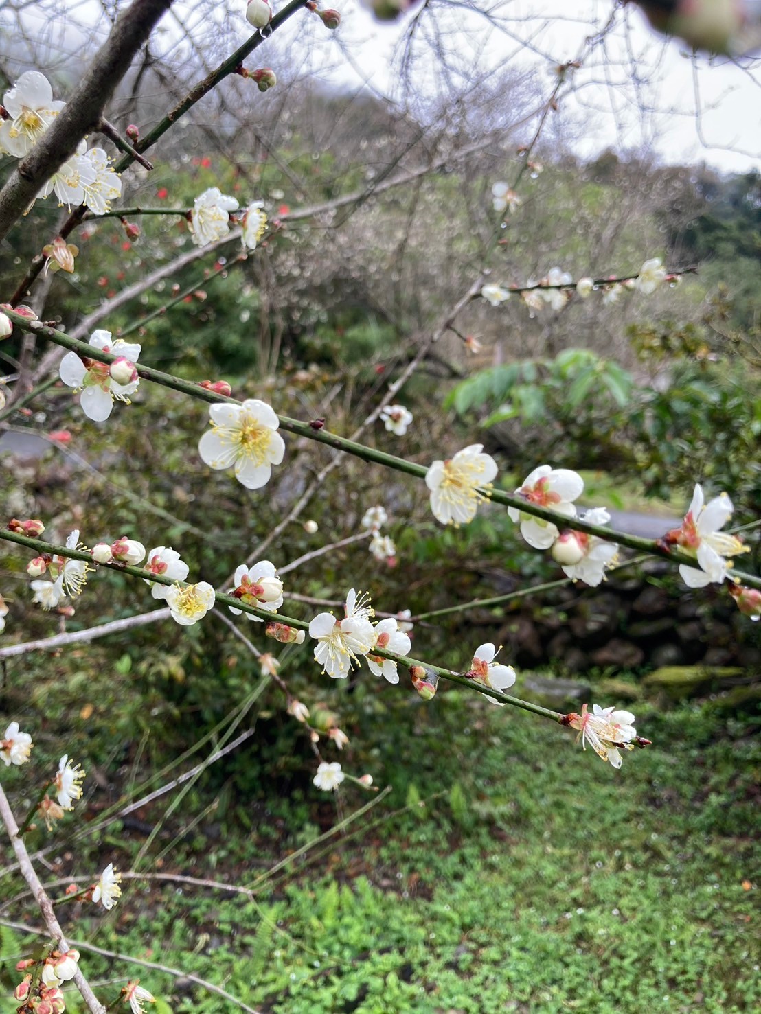 棲蘭山莊梅花 棲蘭山莊梅花