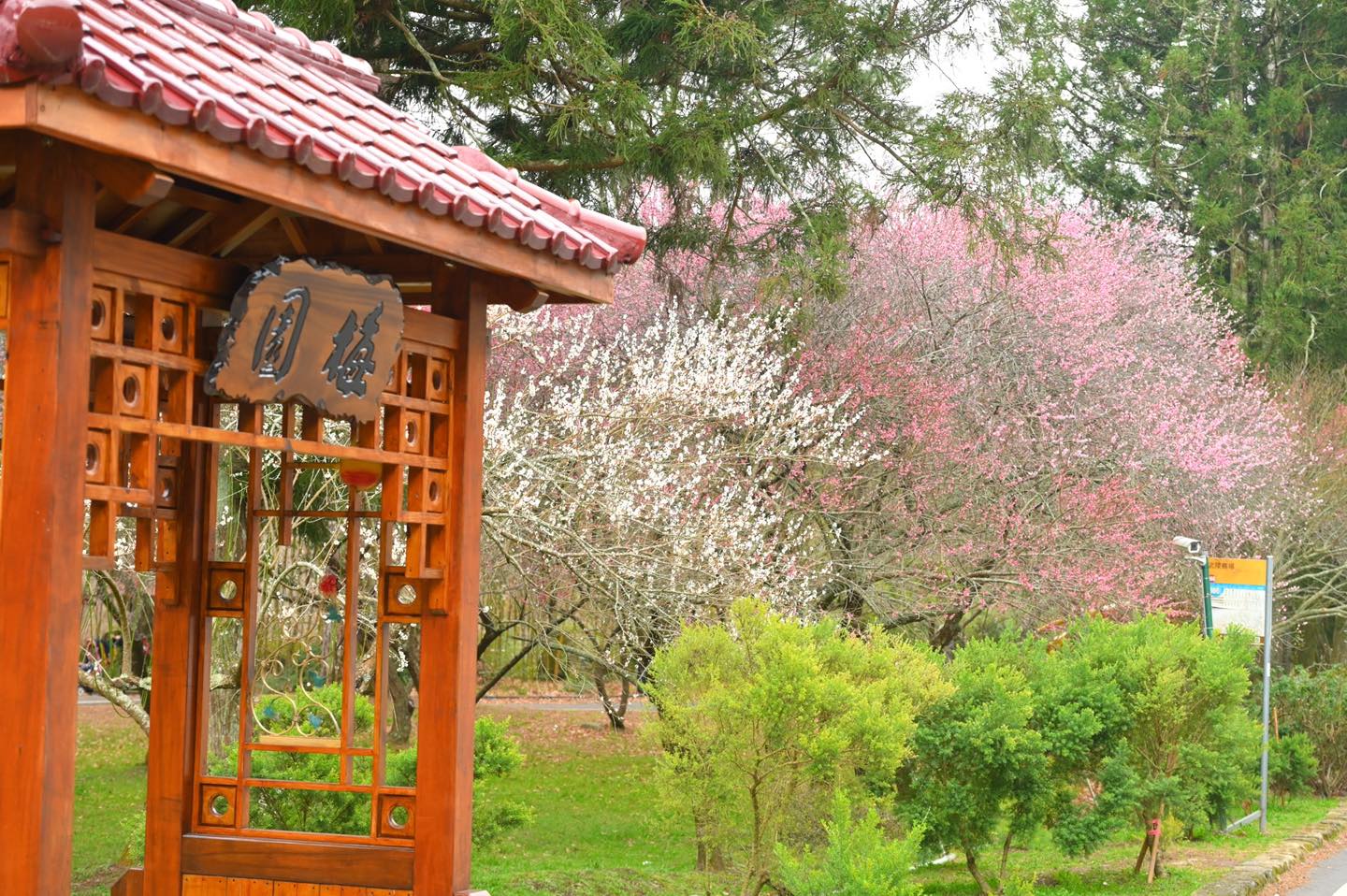 武陵農場梅花 武陵農場梅花