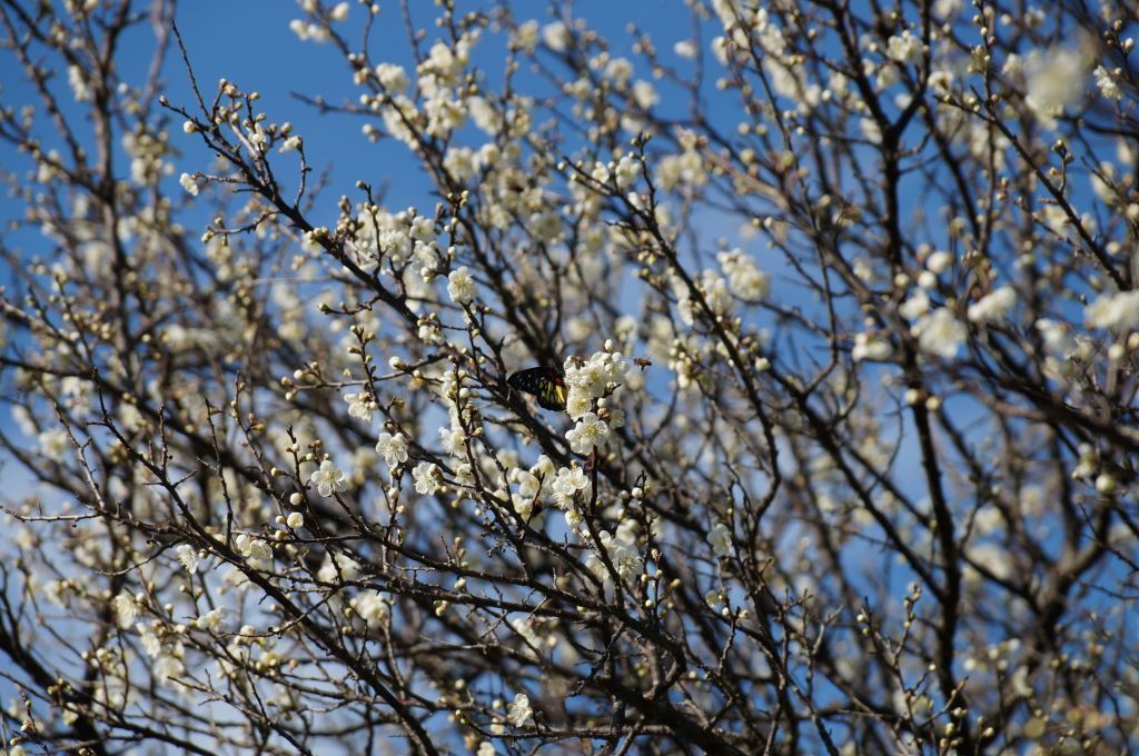 角板山行館梅花 角板山行館梅花