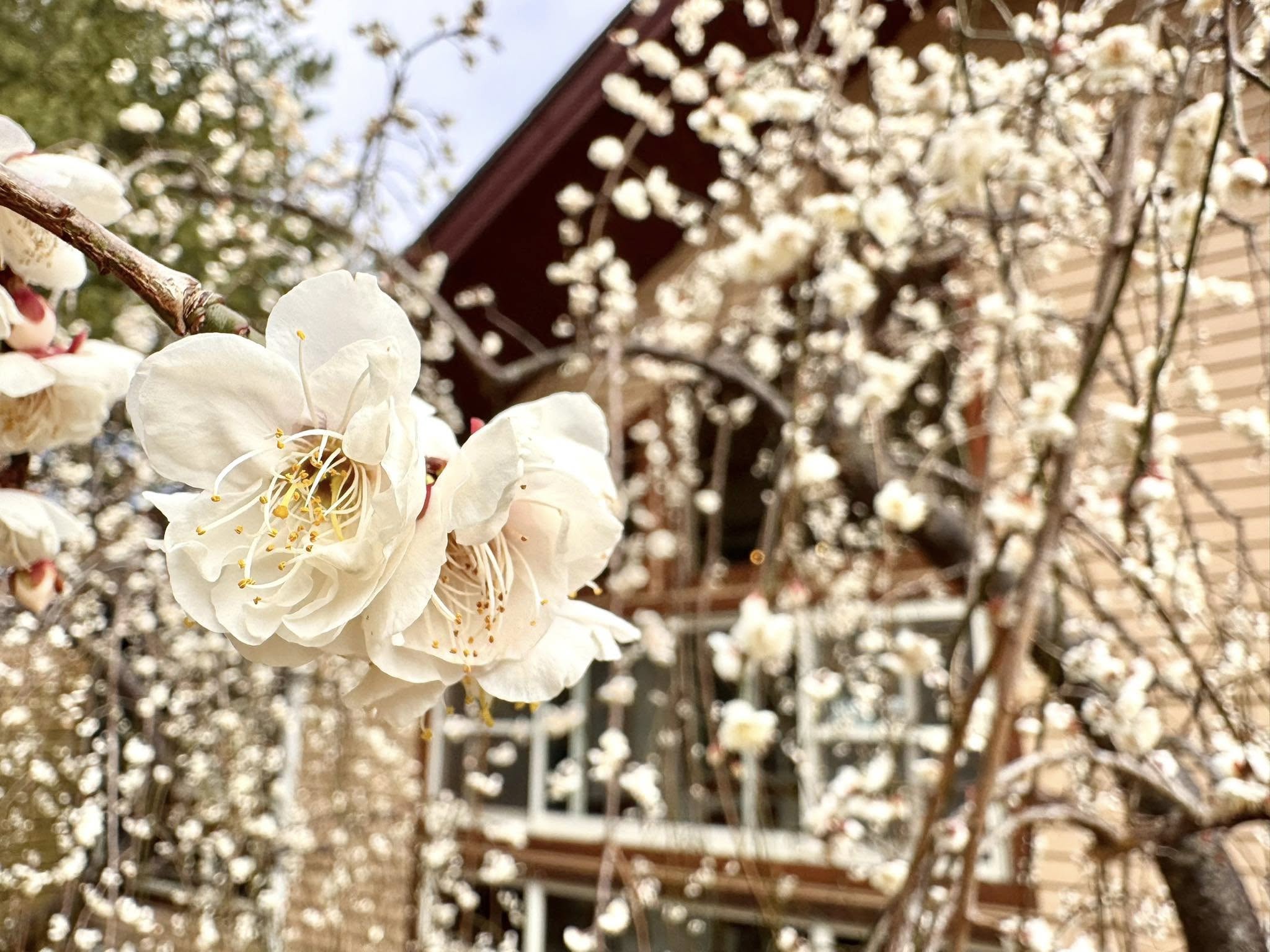 雪霸休閒農場梅花 雪霸休閒農場梅花