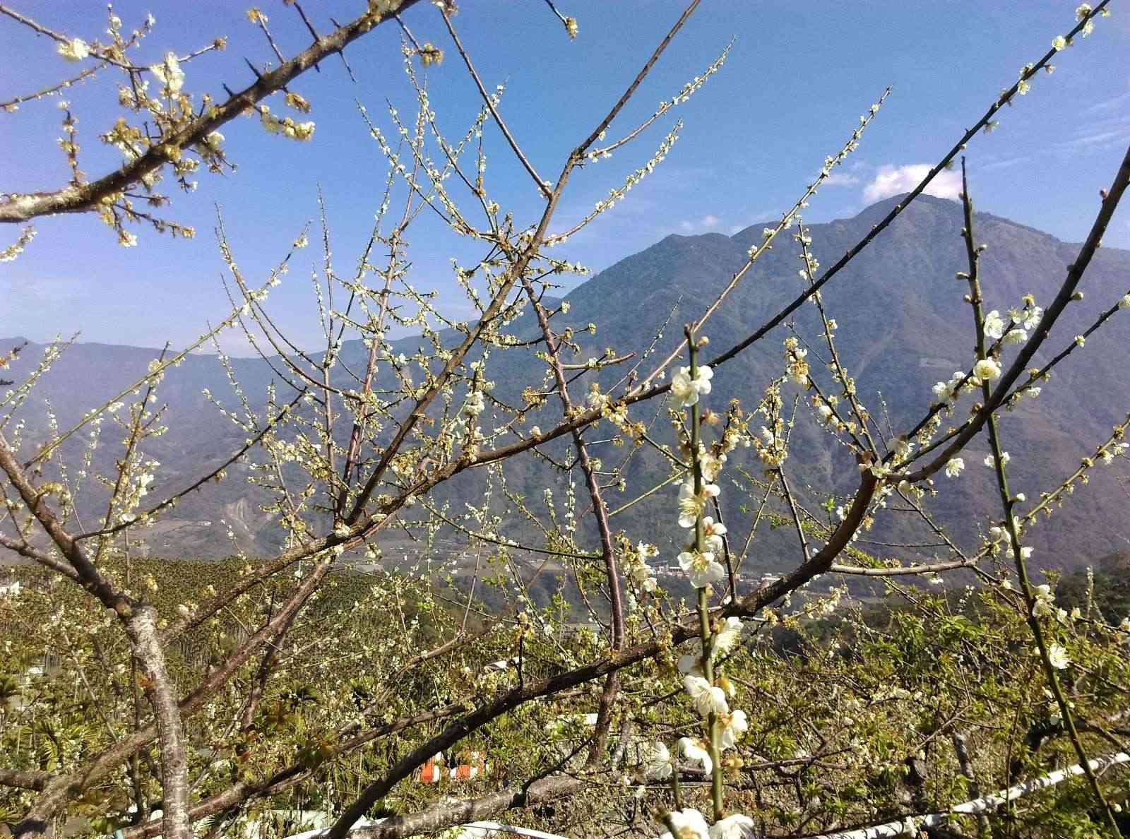 風櫃斗梅花 風櫃斗梅花