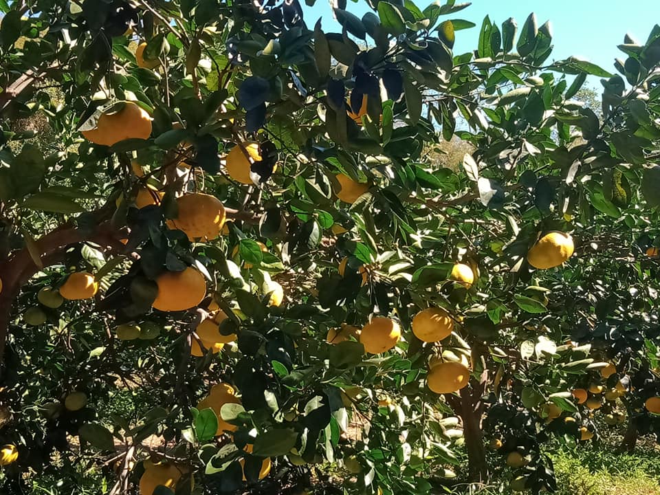 芎林吳老闆天王柑觀光果園 芎林吳老闆天王柑觀光果園
