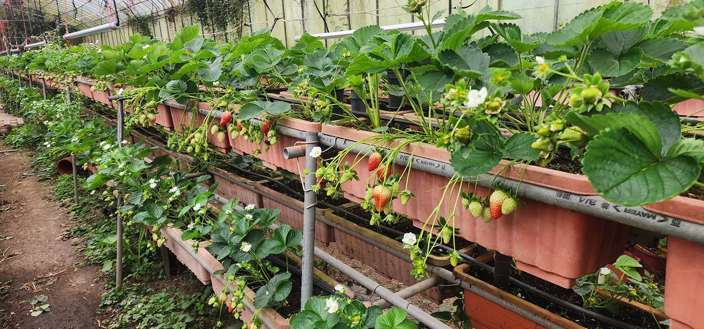 野草花果有機農場 野草花果有機農場