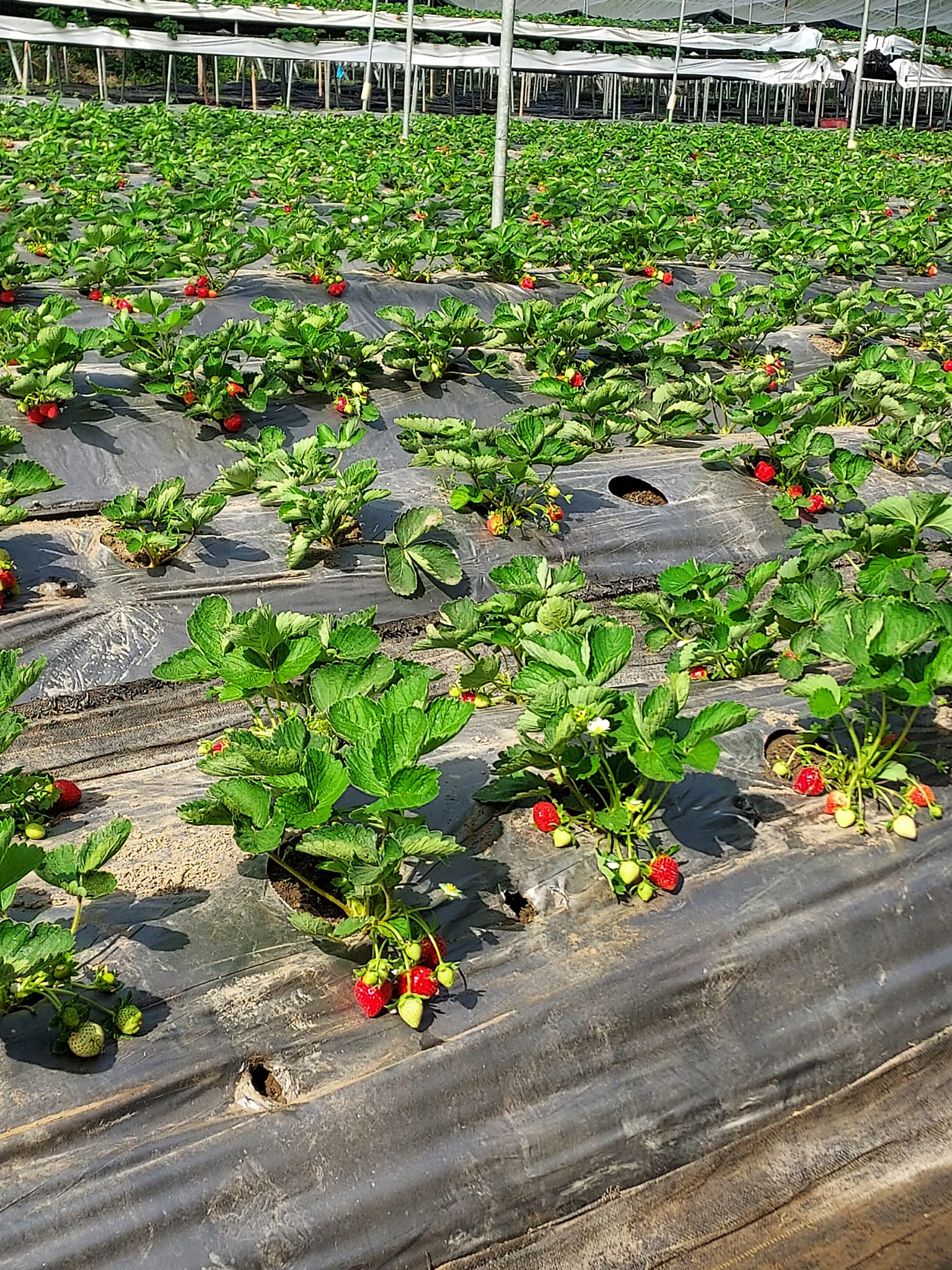開心有機農場採草莓 開心有機農場採草莓