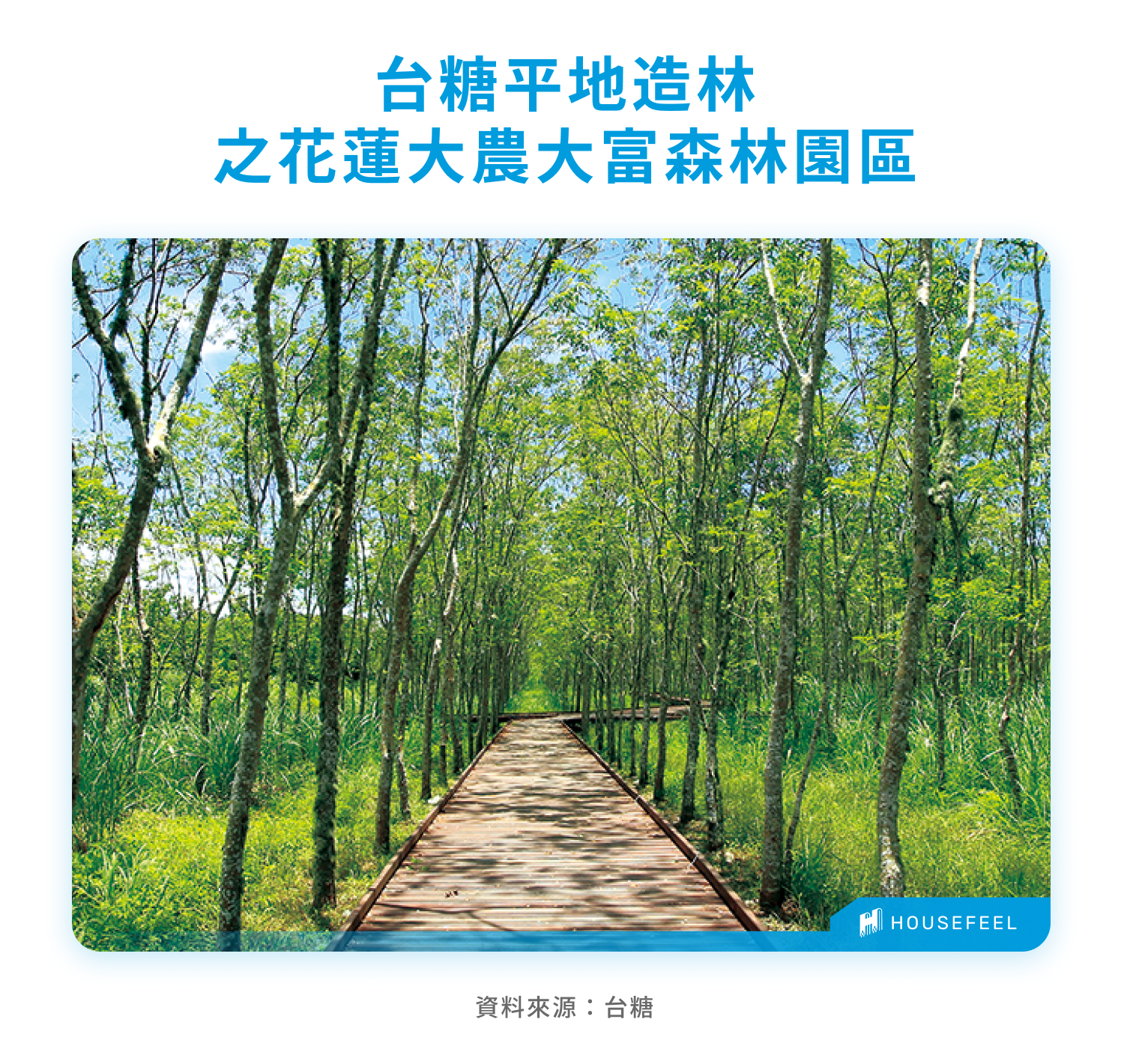 台糖平地造林之花蓮大農大富森林園區