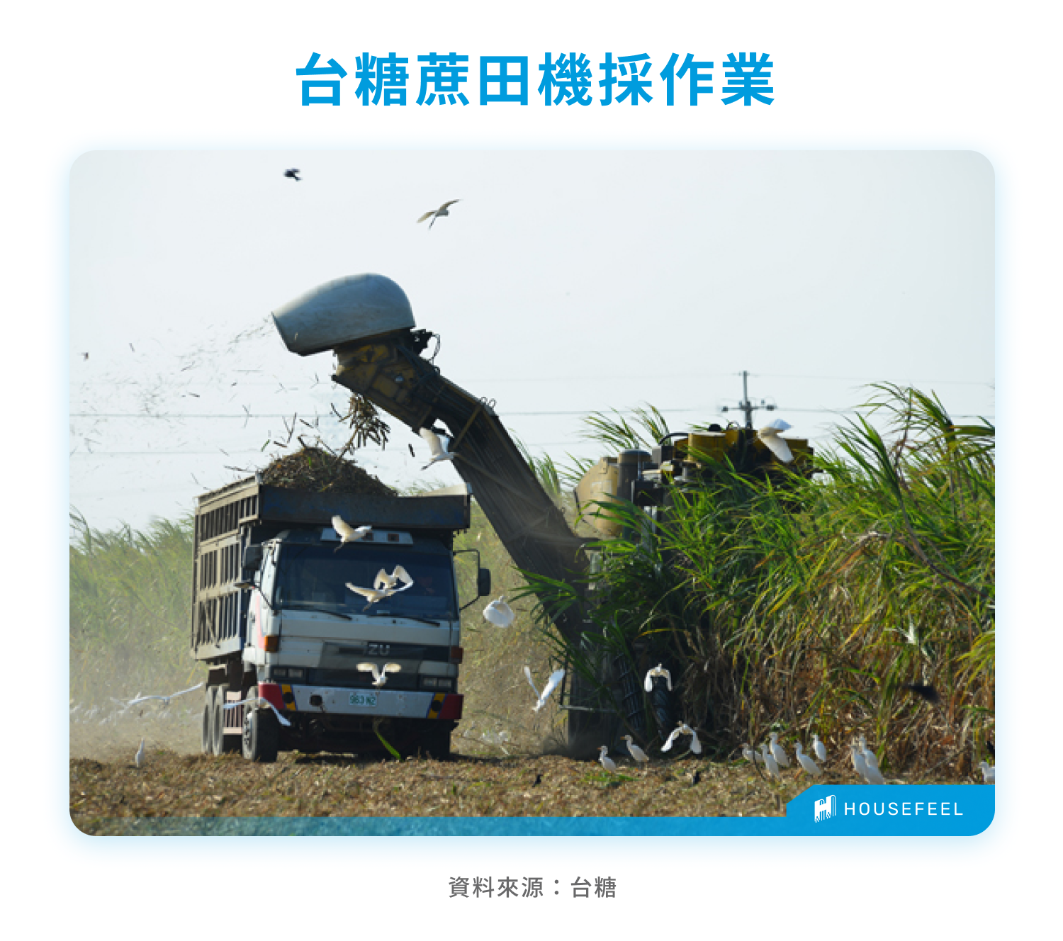 台糖蔗田機採作業 台糖蔗田機採作業